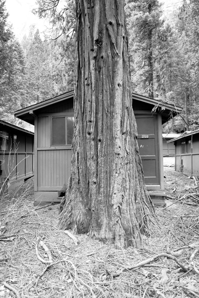 Photography - After woods - Les Graphiquants